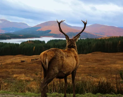 Stag in Scottish Highlands