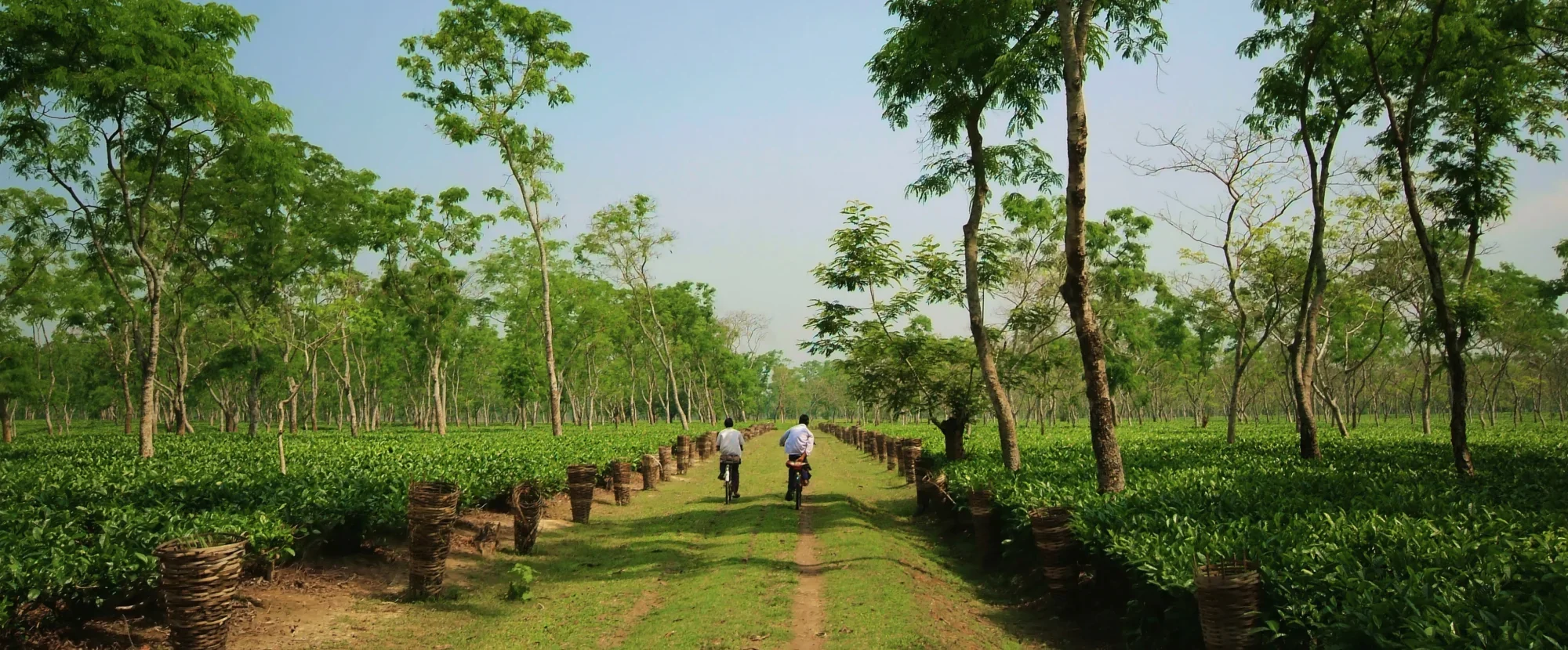 Majuli Island, Assam, India