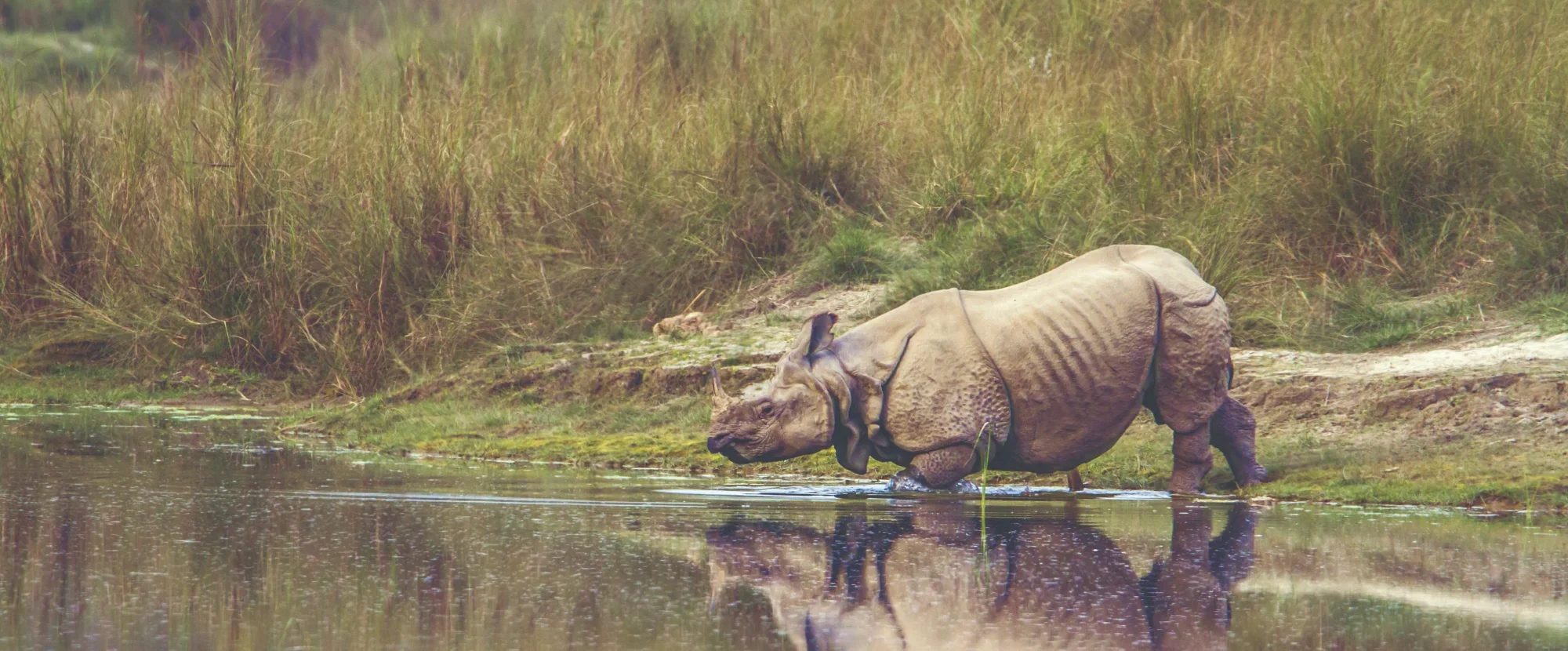 Greater One Horned Rhino in Kaziranga National Park, India