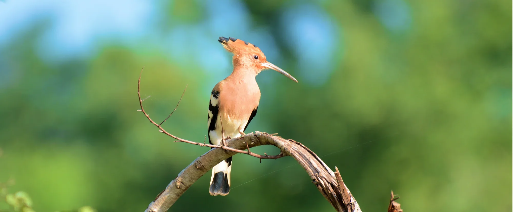 Eurasian hoopoe bird, Sri Lanka