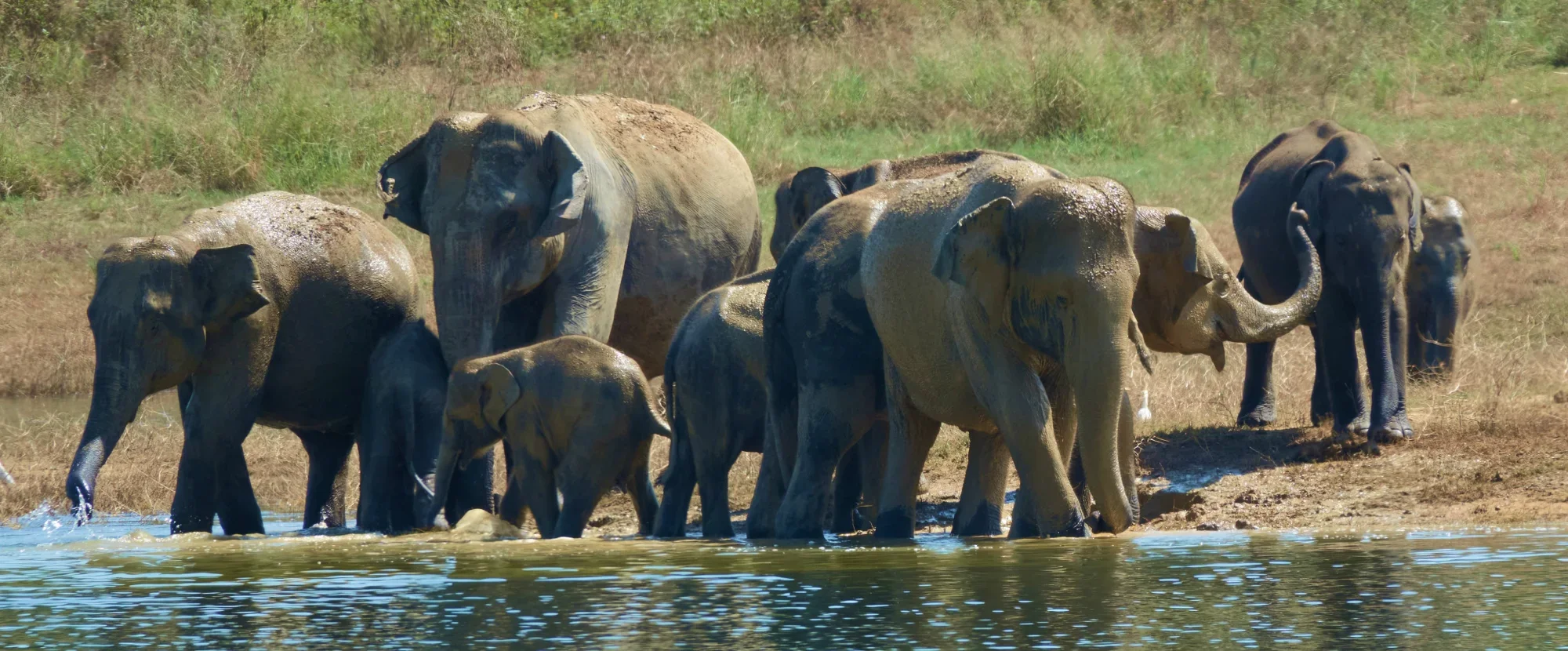 Elephants in Gal Oya National Park, Sri Lanka