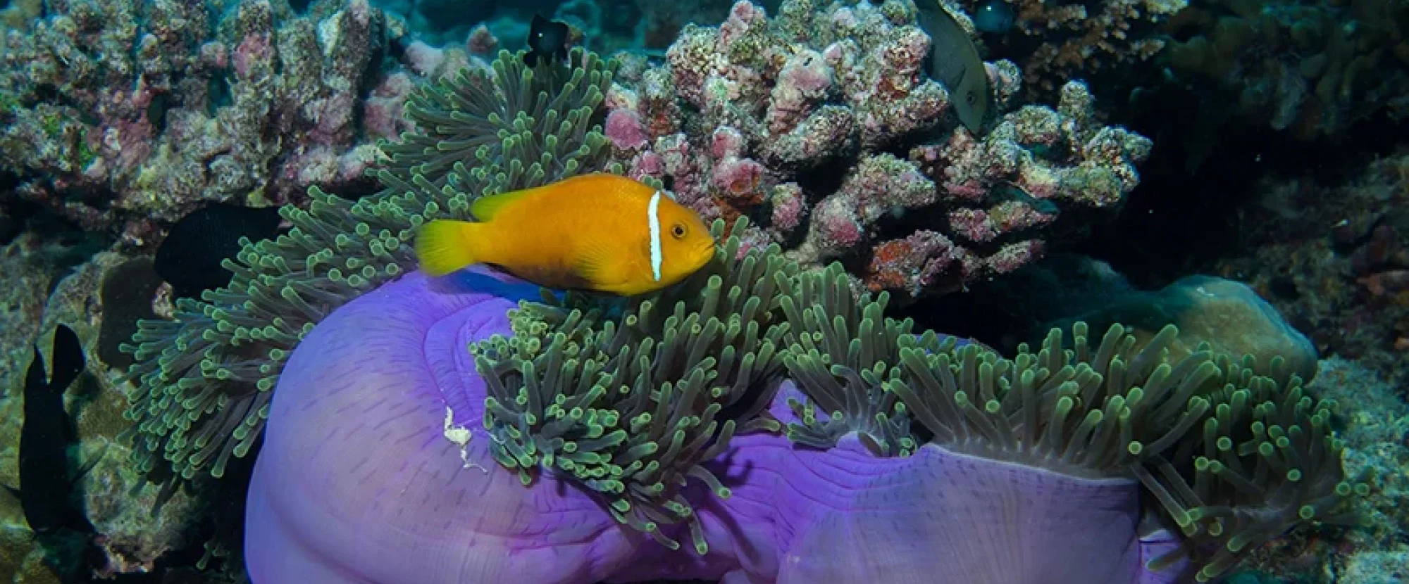 Hikkaduwa Marine National Park