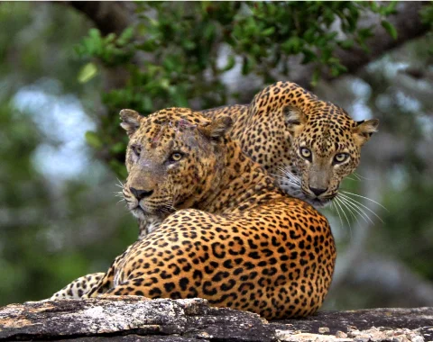 Leopards in Yala National Park, Sri Lanka