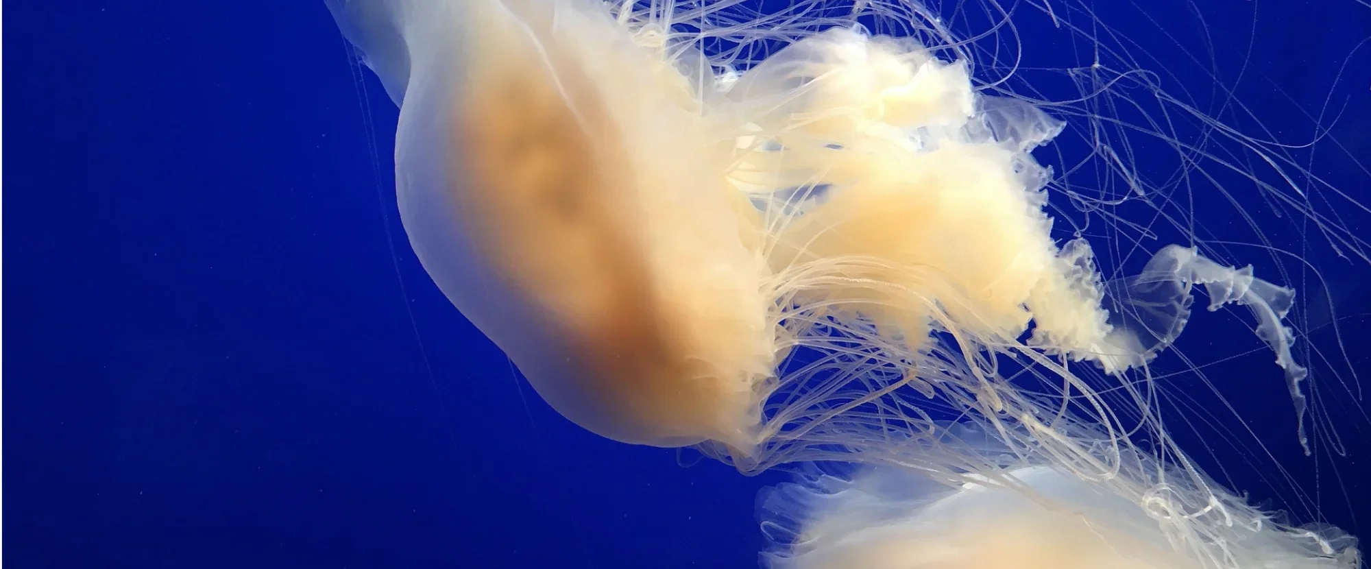Monterey Bay Aquarium, California
