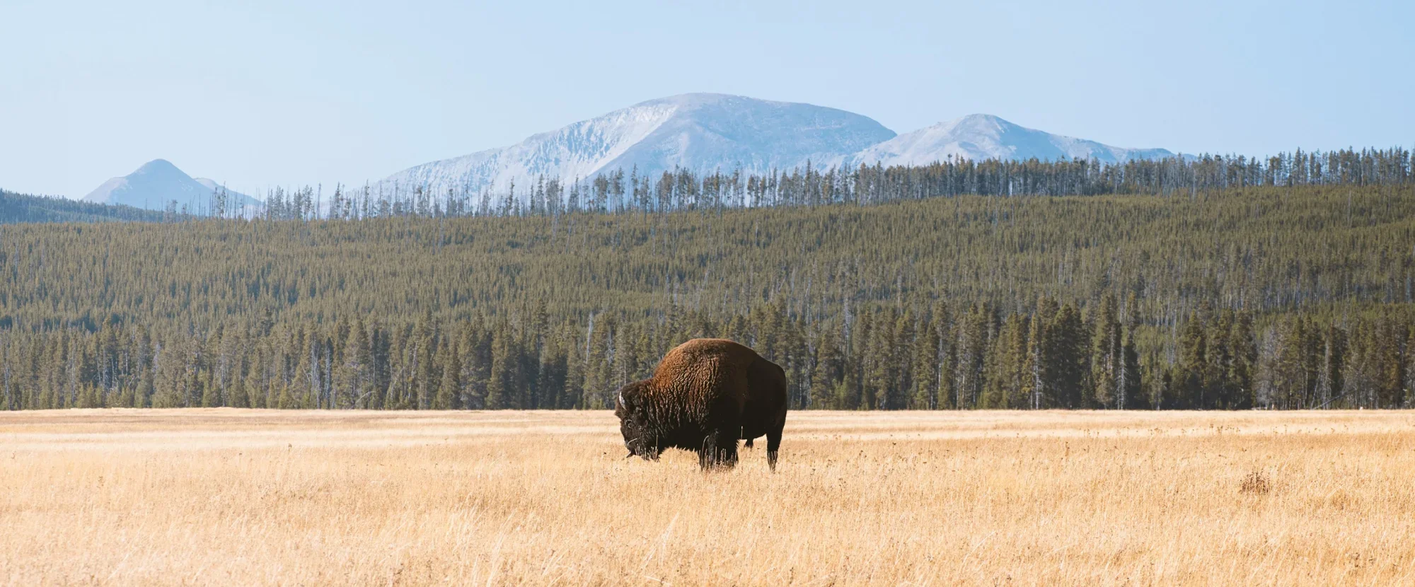 Lone bison standing in a meadow in Yellowstone National Park