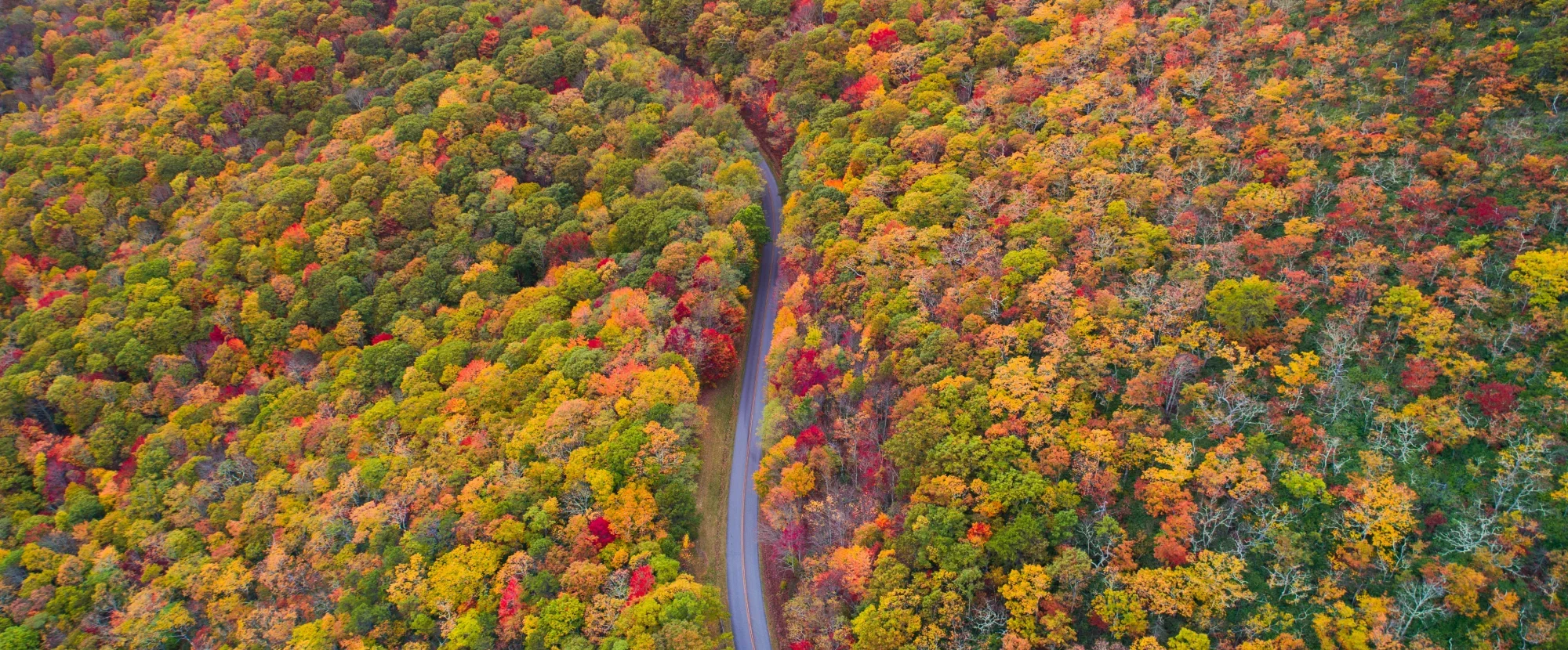 Winding highway through dense autumnal forest in Carolina