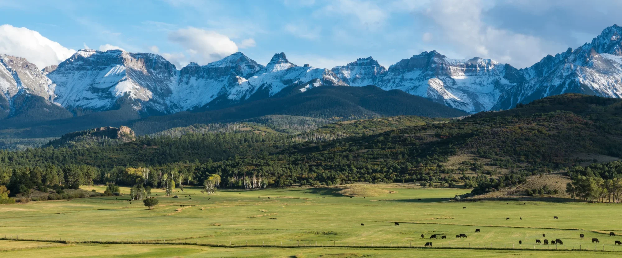 Cattle grazing with snow-capped mountains in background