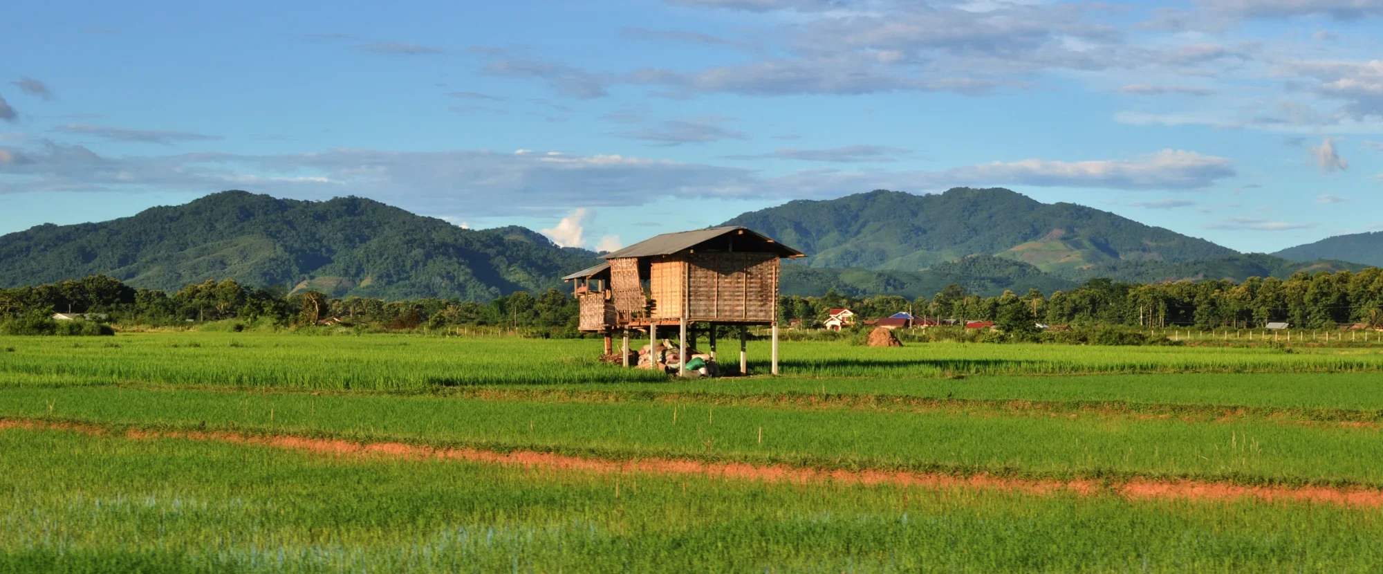 Luang Namtha Rice Fields, Laos