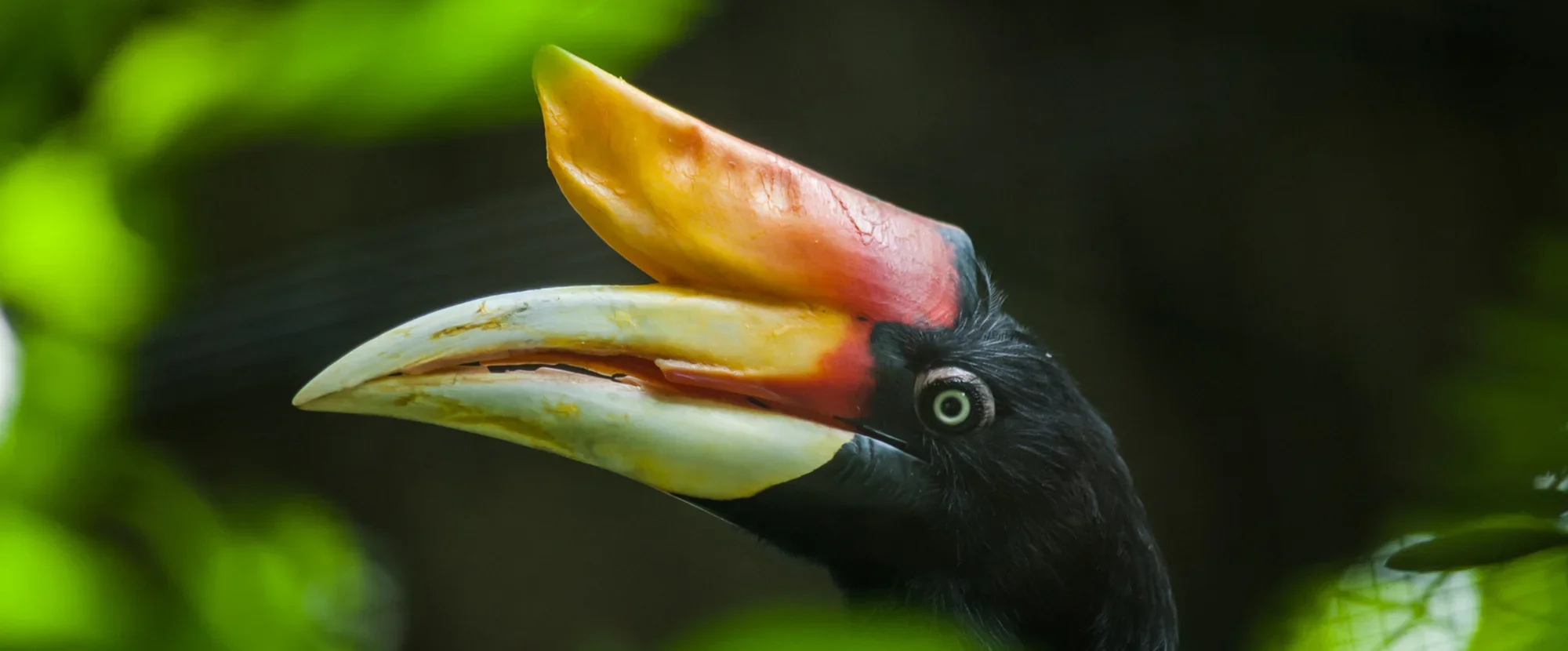 Hornbill in Borneo