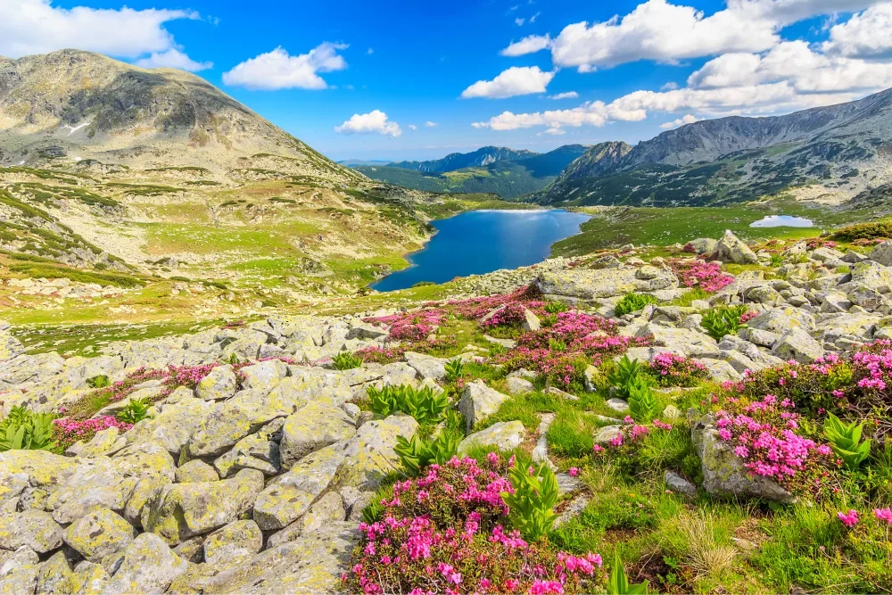 Wildflowers in Romania during spring