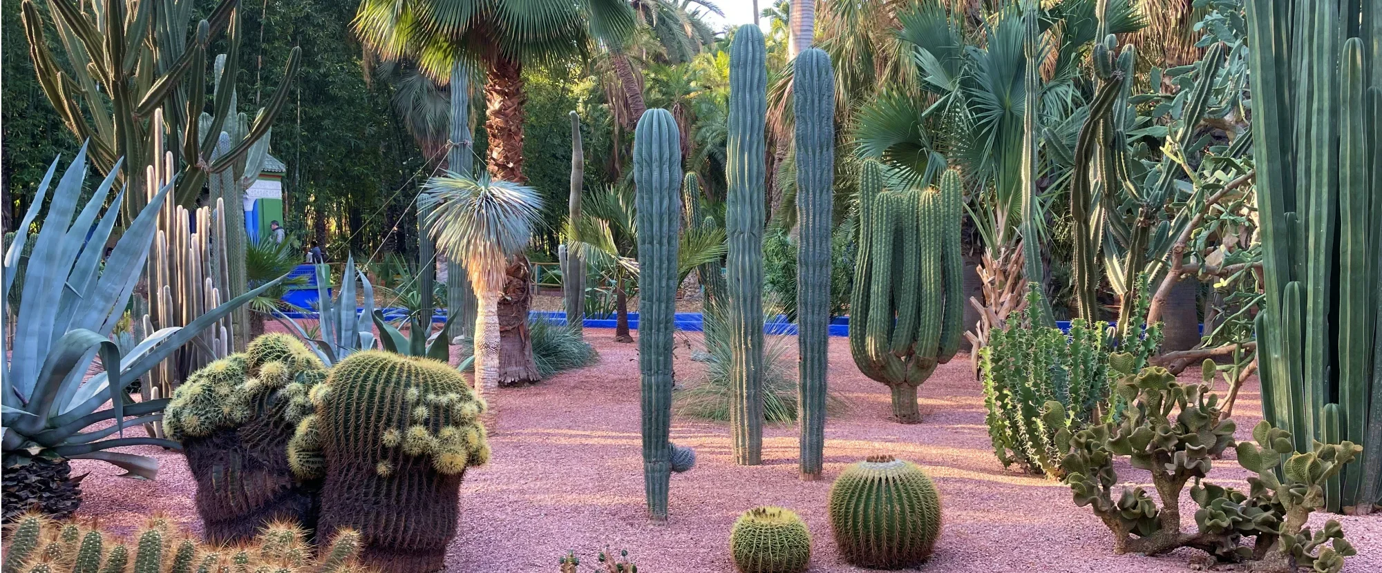 Majorelle Gardens in Marrakech, Morocco