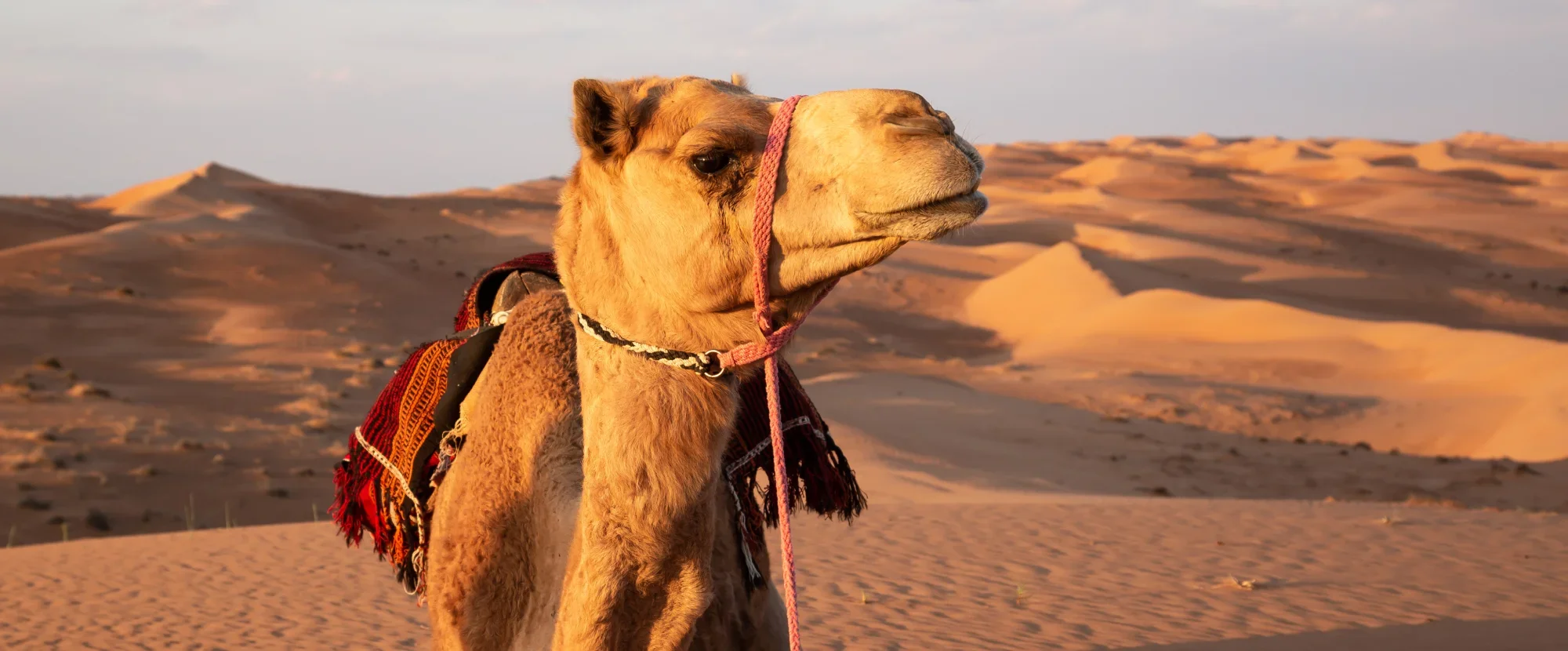 Camel in Wahiba Sands, Oman