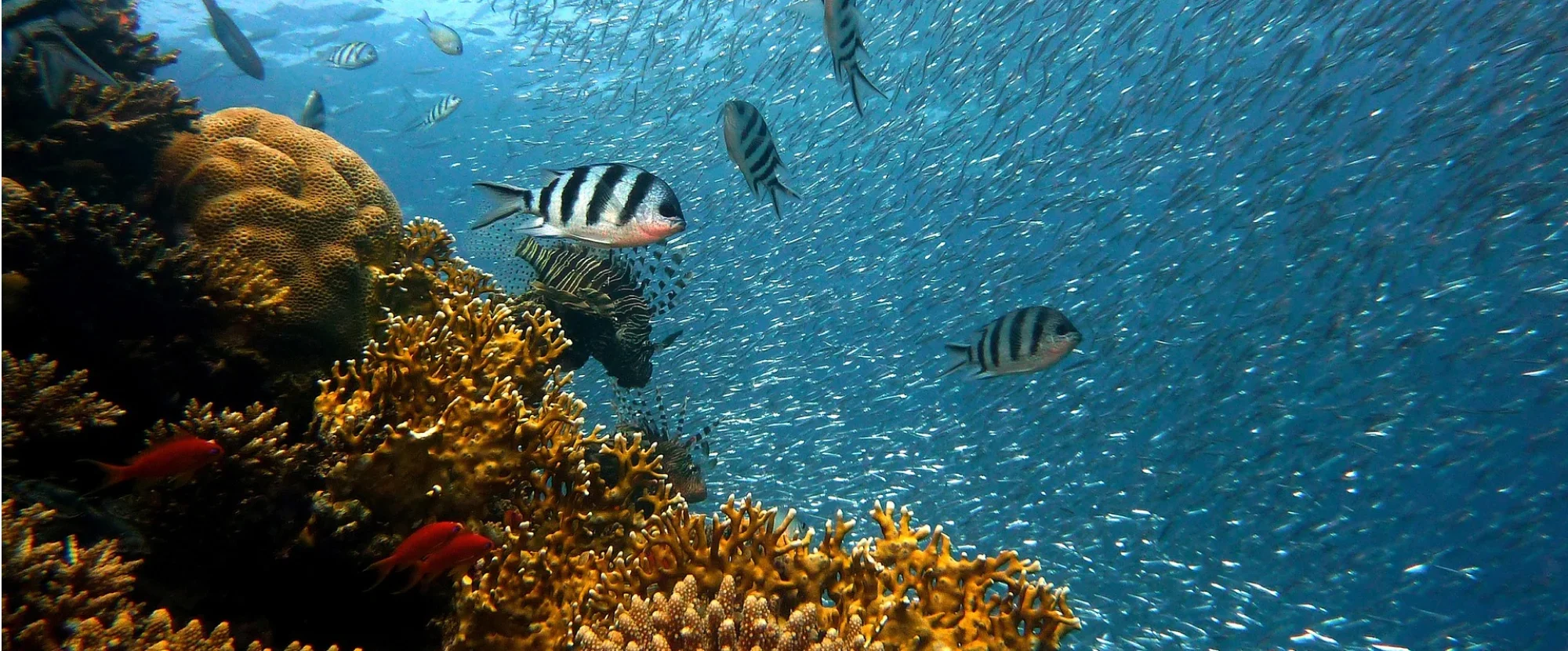Aqaba coral reef