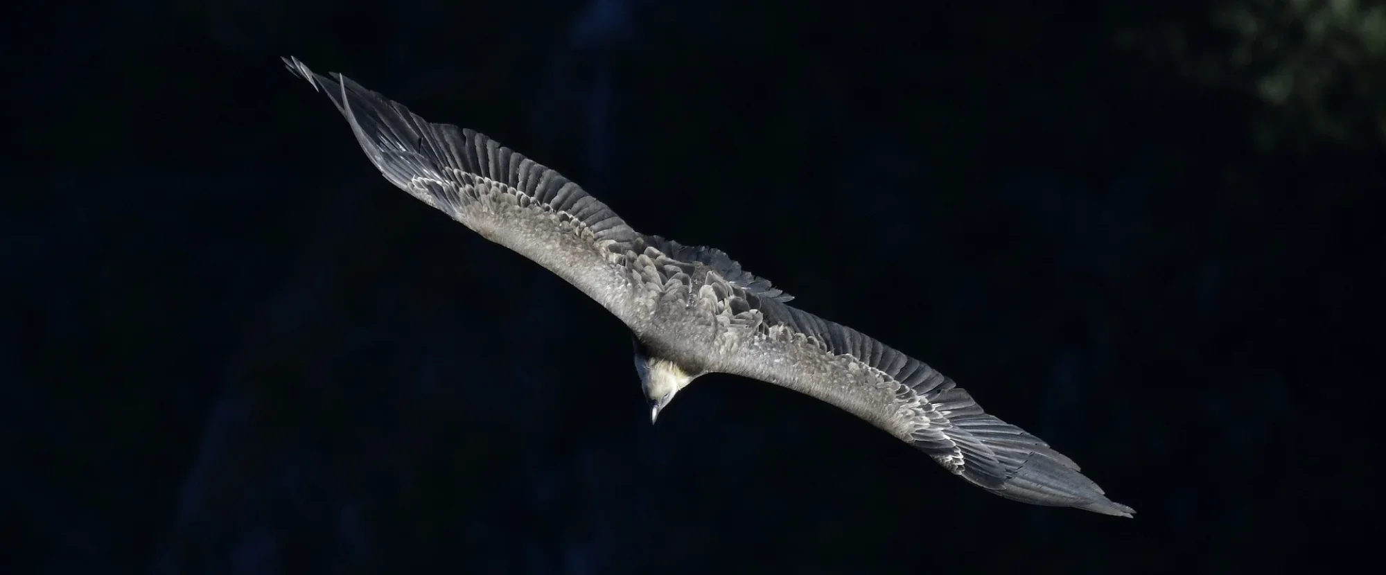 Raptor in Azraq Wetland Reserve