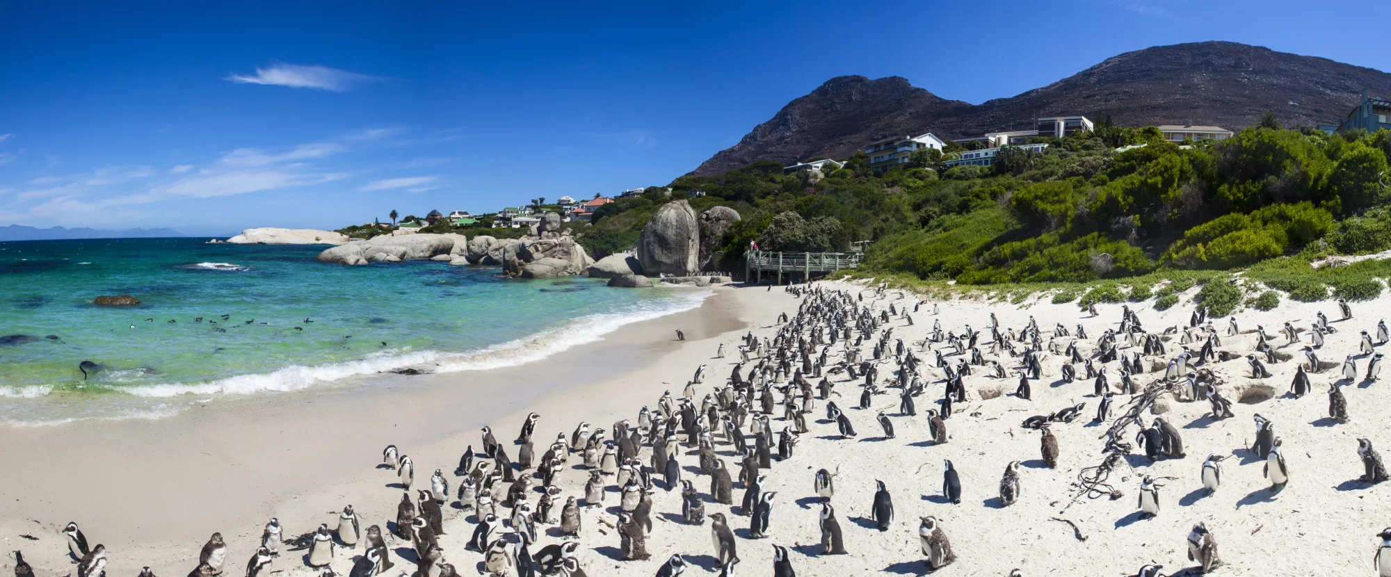 Penguin colony at Boulders Beach, Simons Town, South Africa