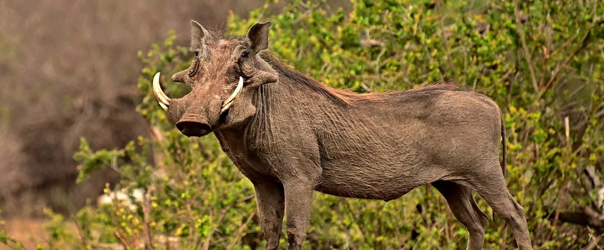 Warthog in the Eastern Cape, South Africa