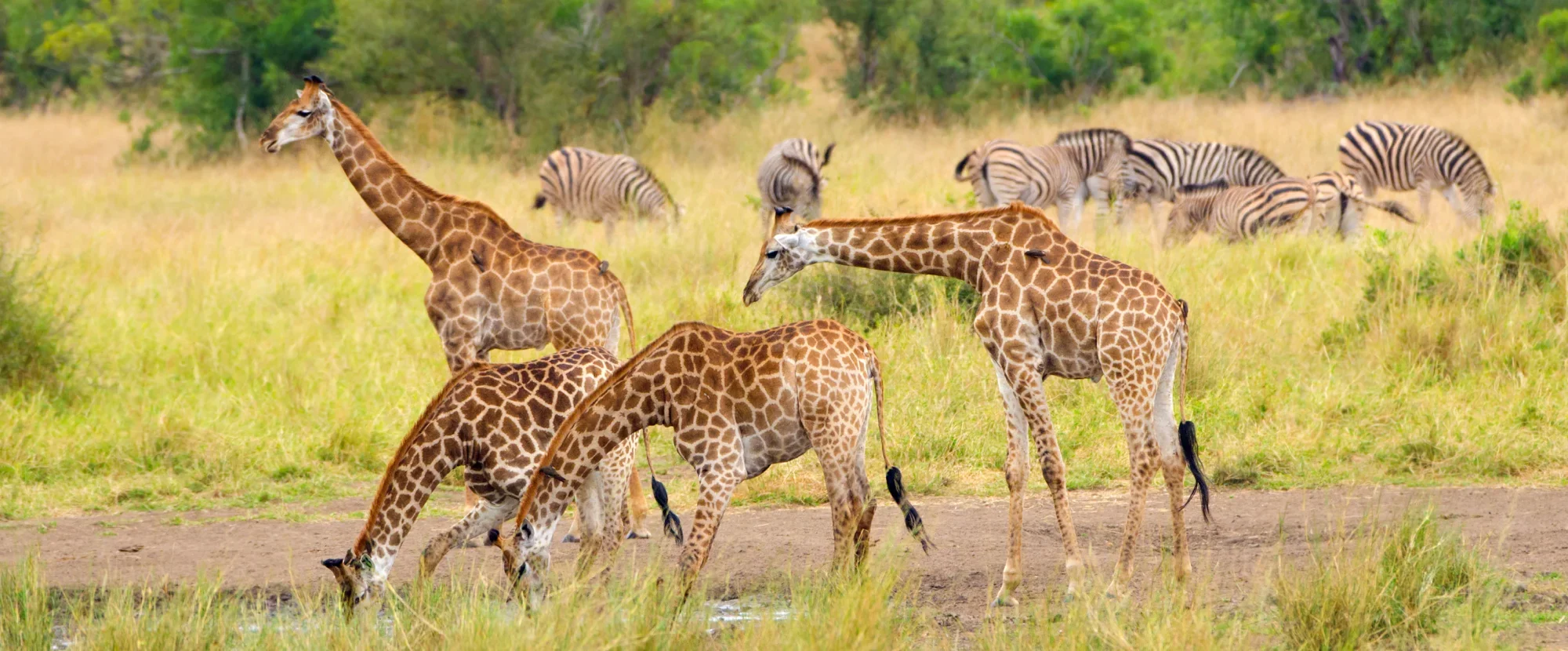 Giraffes in Kruger National Park, South Africa