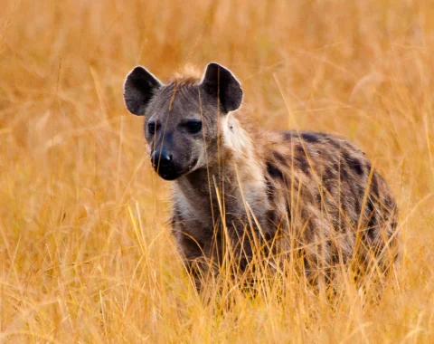 Hyena in South Africa