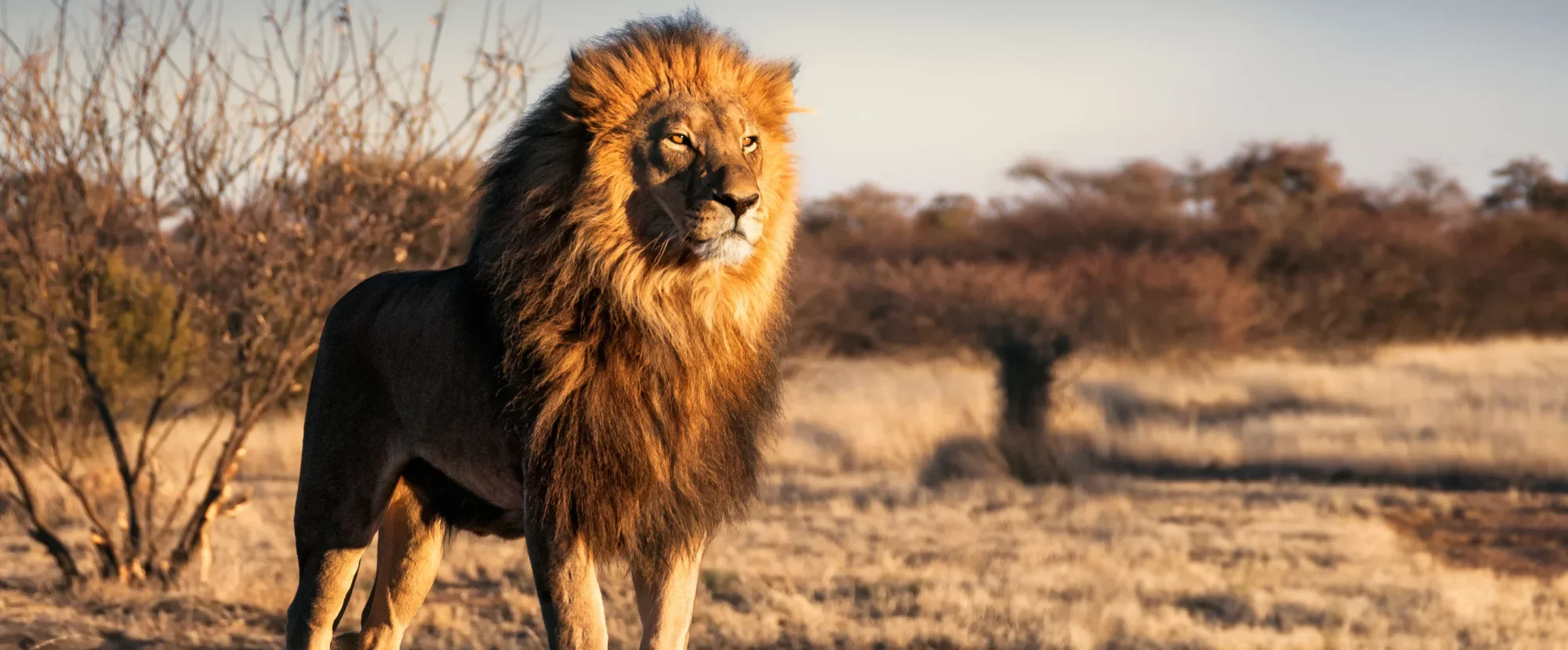 Lion in Kruger National Park, South Africa