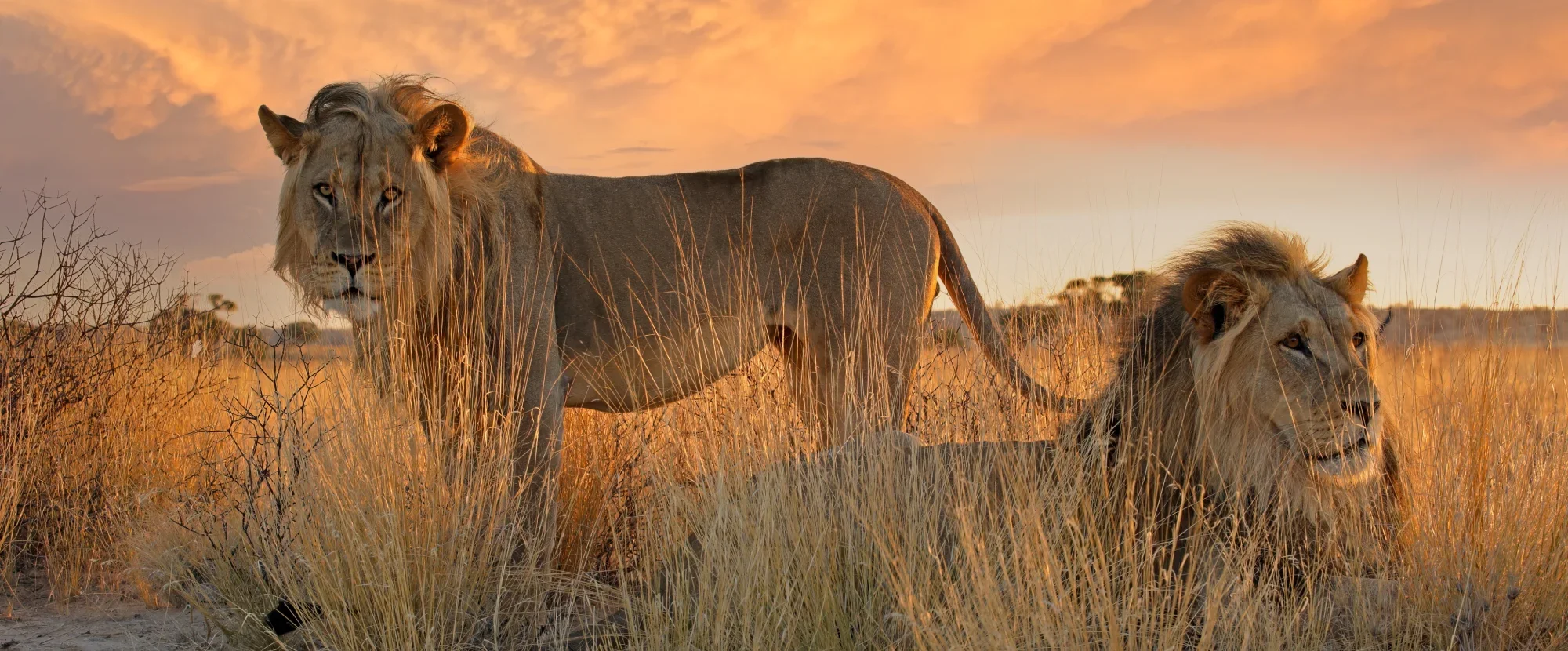 Mother and father lion in bush in Kruger National Park at sunset, Kruger
