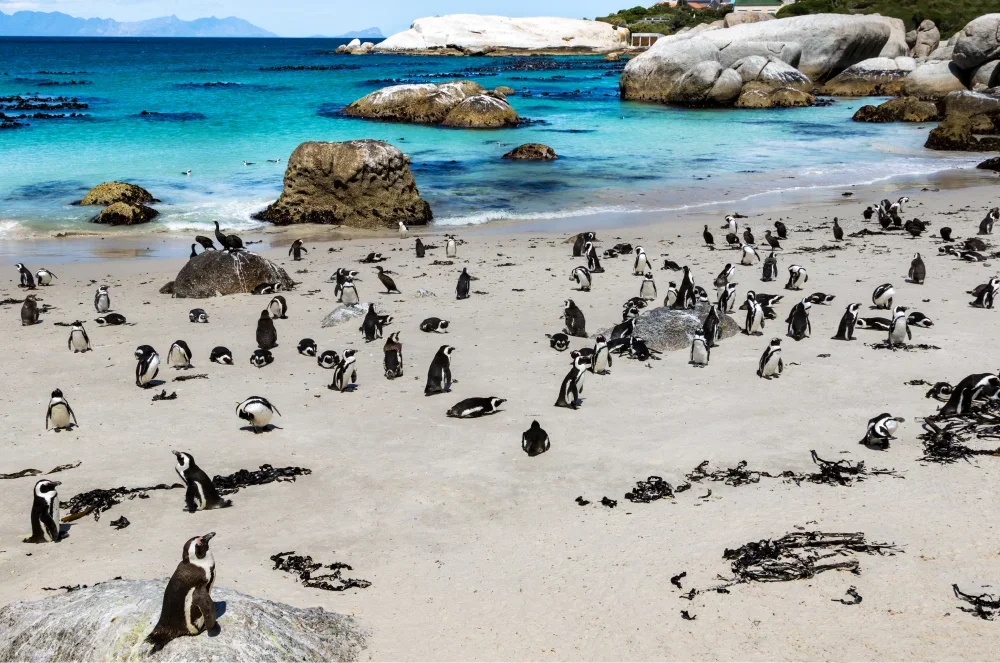 Penguin colony at Boulders Beach, near Cape Town, South Africa