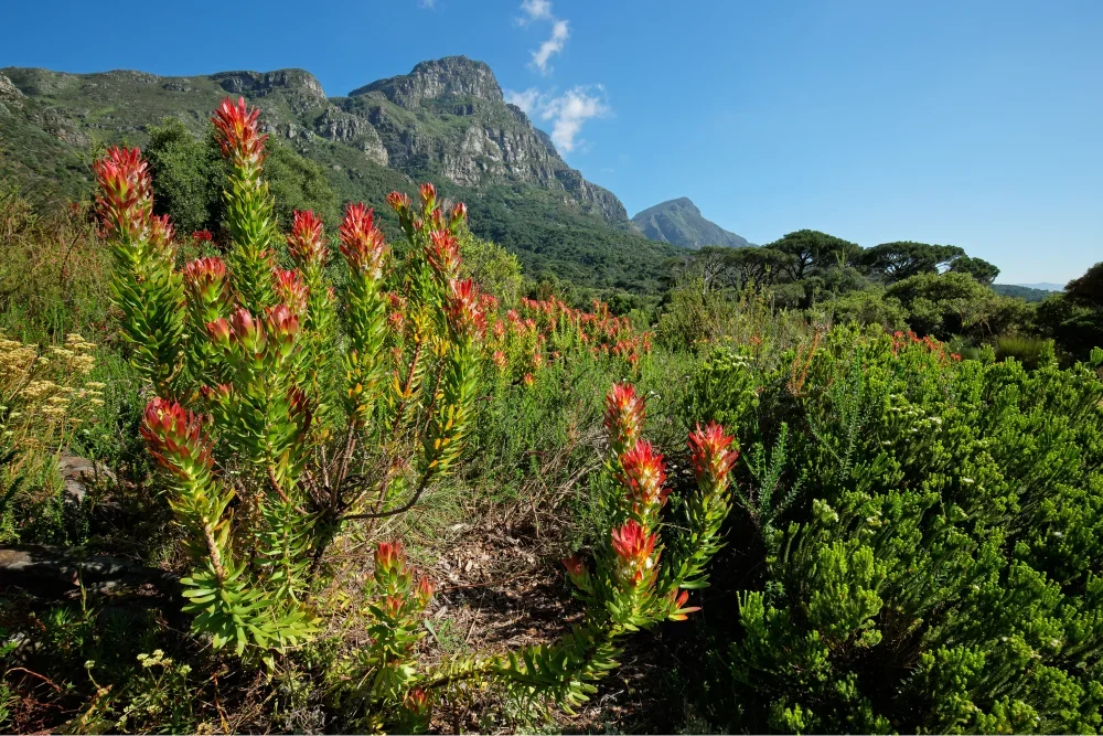 Kirstenbosch Botanical Gardens, Cape Town, South Africa