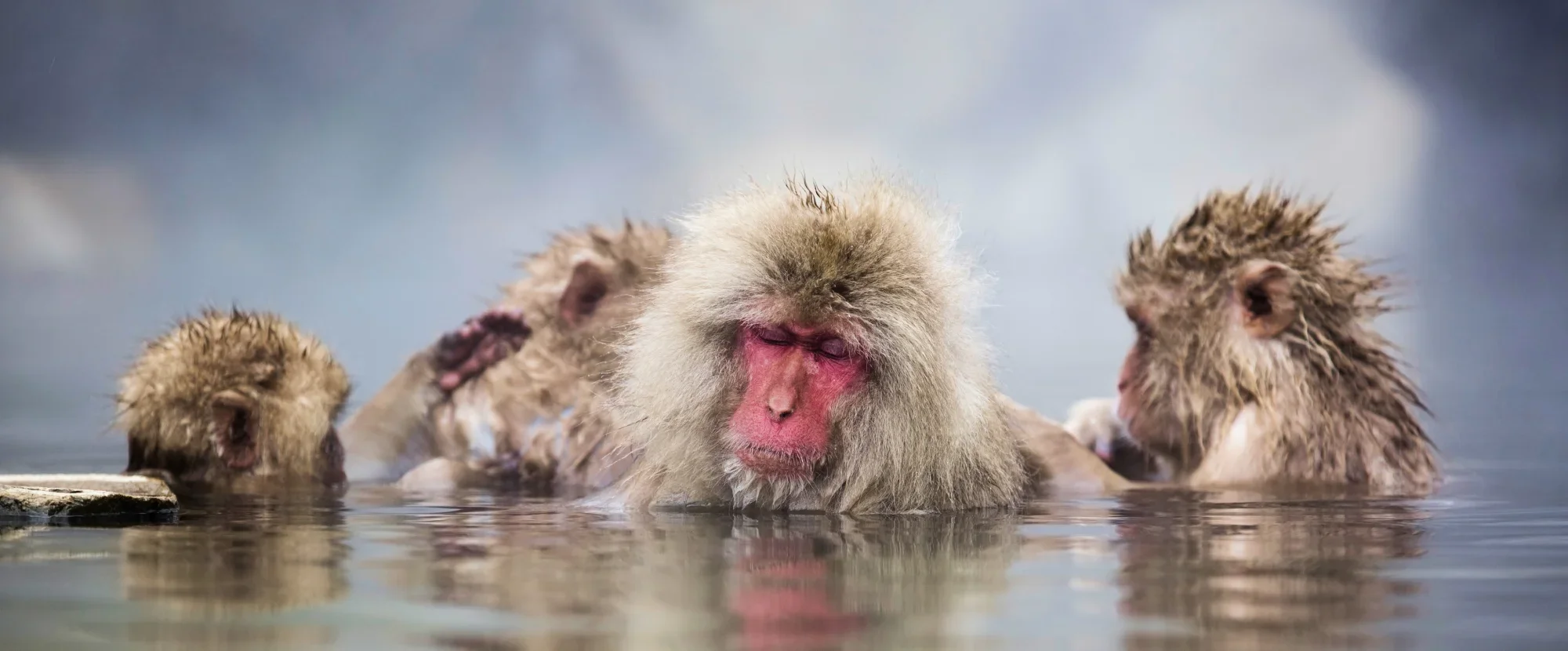 Snow monkeys in Jigokudani, Japan