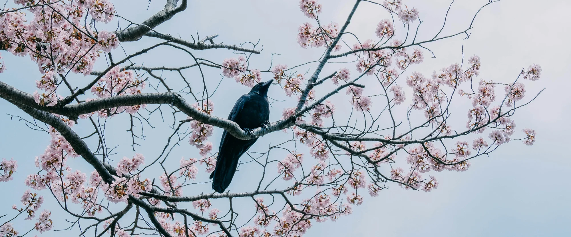Black bird sitting on the branch of a cherry blossom tree in Hokkaido