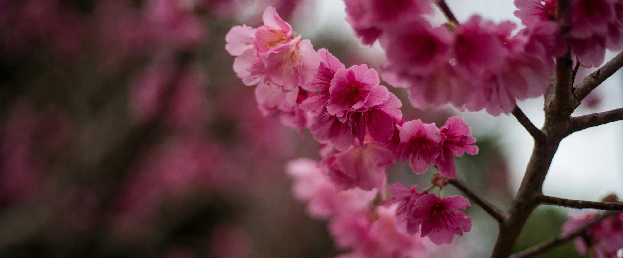 Deep pink and magenta cherry blossoms in Okinawa
