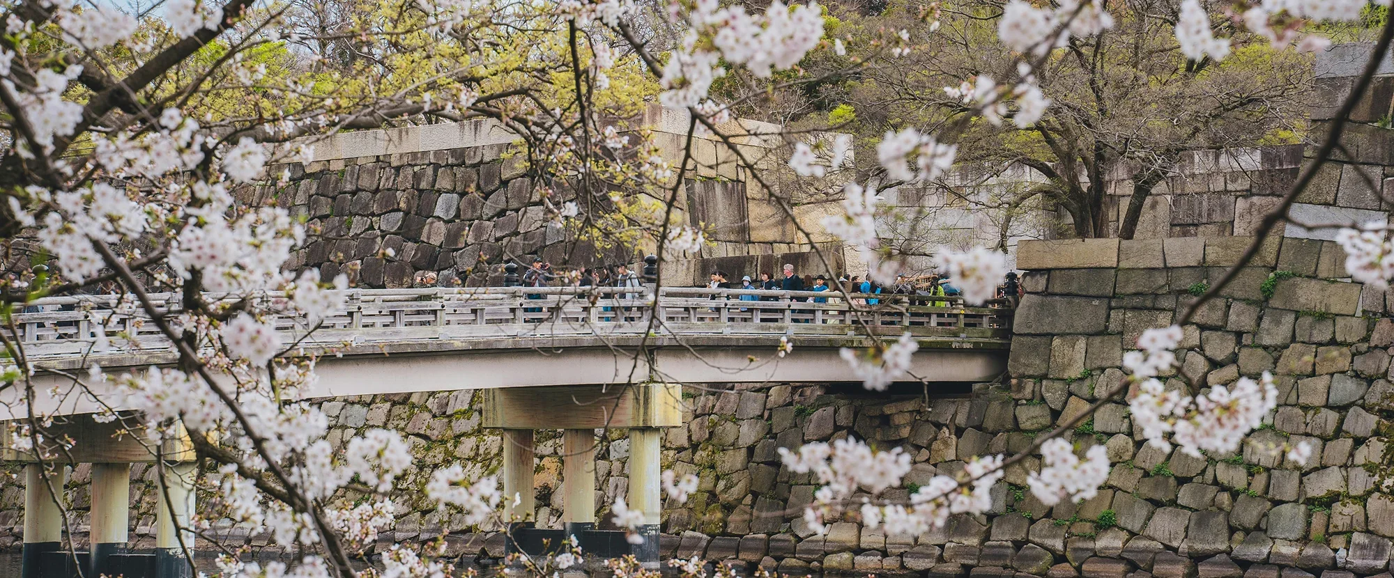 Bridge at Osaka Castle surrounded by light pink cherry blossoms