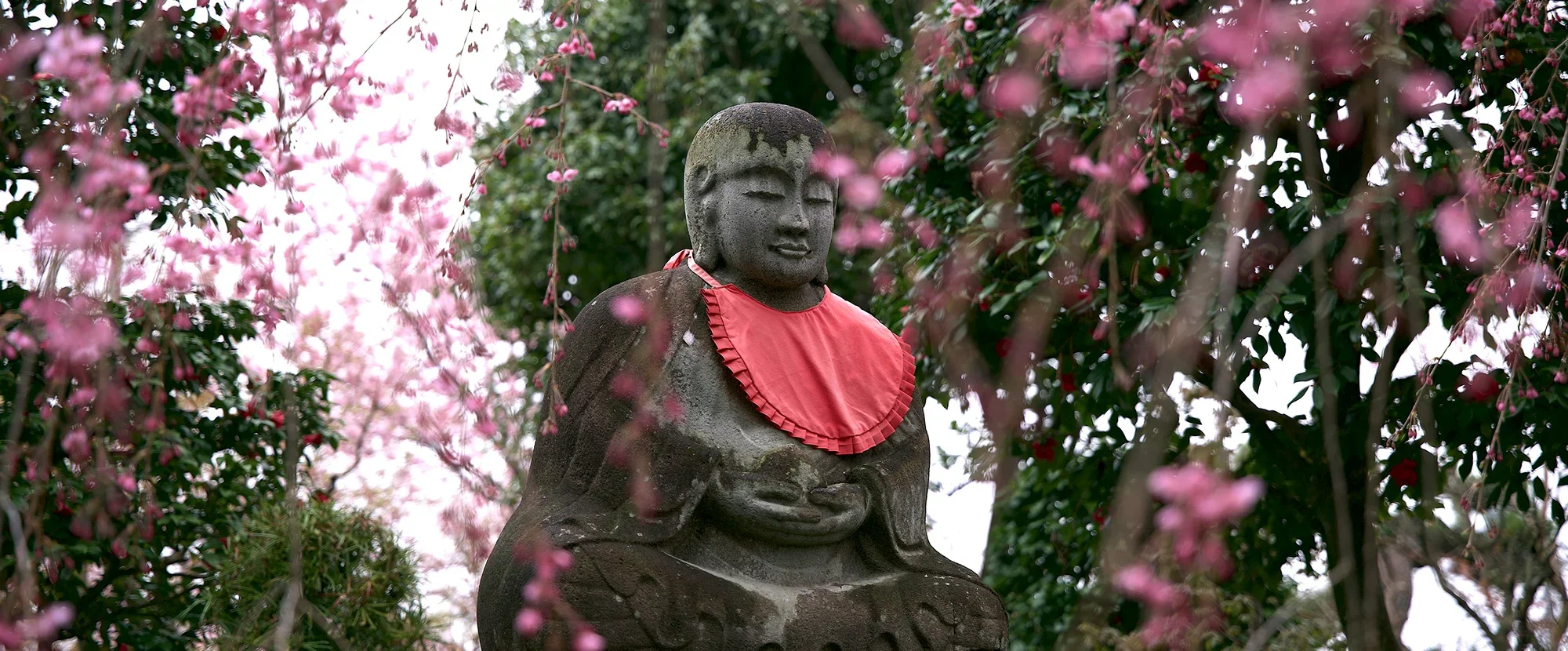 Stone Buddha statue surrounded by pink cherry blossoms