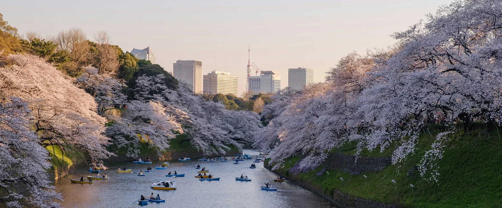 Tree lined river bank with blossom in full flower in Tokyo