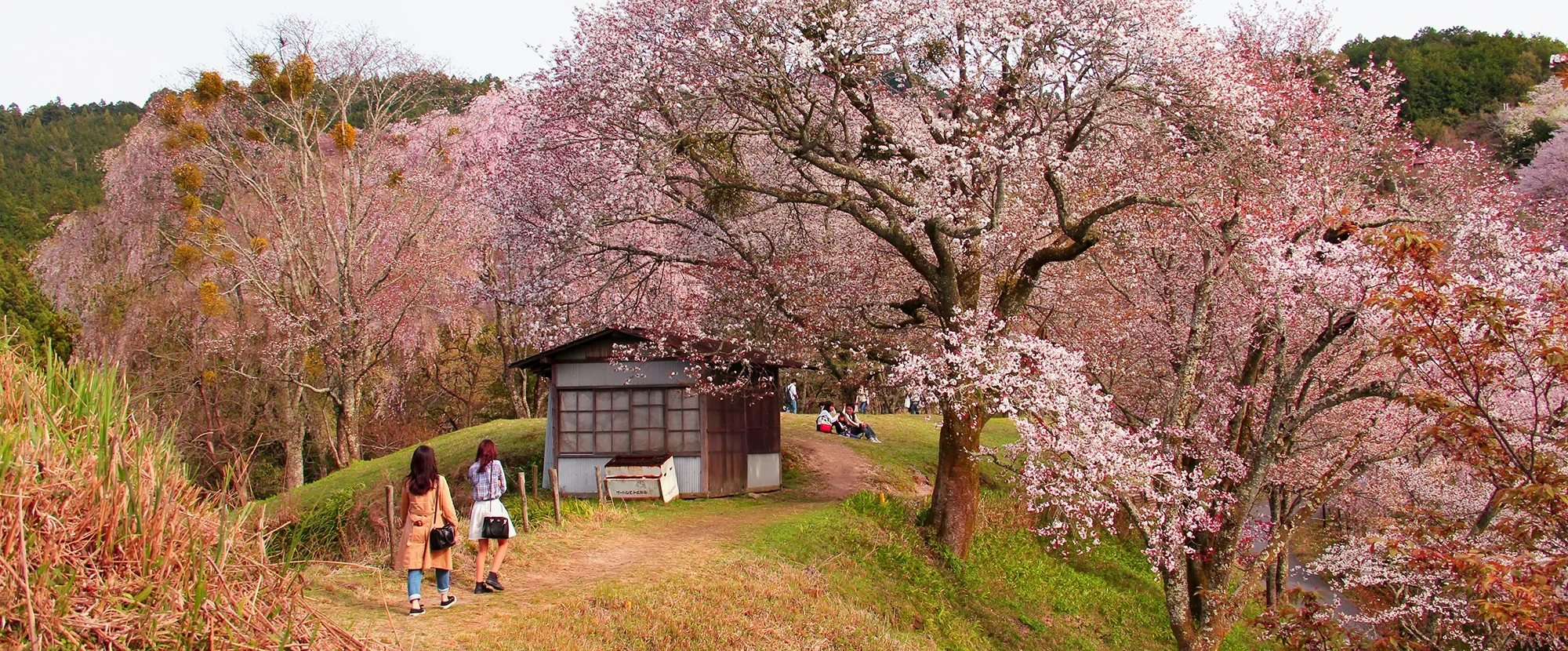 Two people walking through a rural landscape in Yoshino surrounded by cherry blossom trees