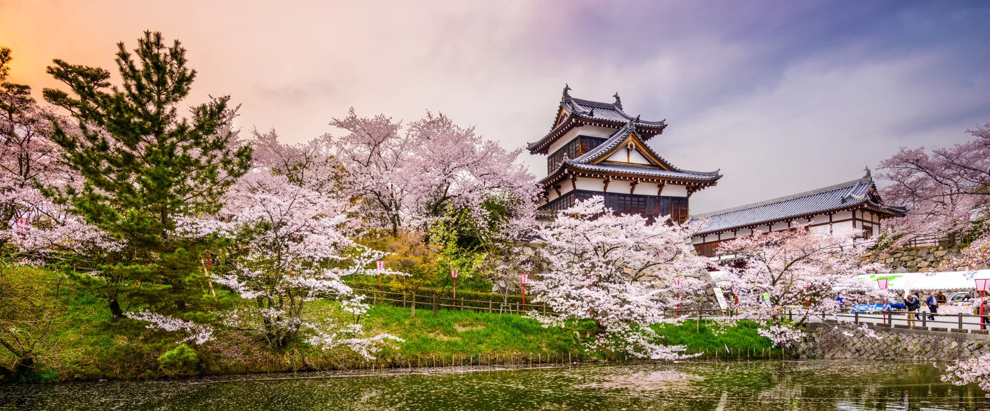 Temples during cherry blossom season, Japan