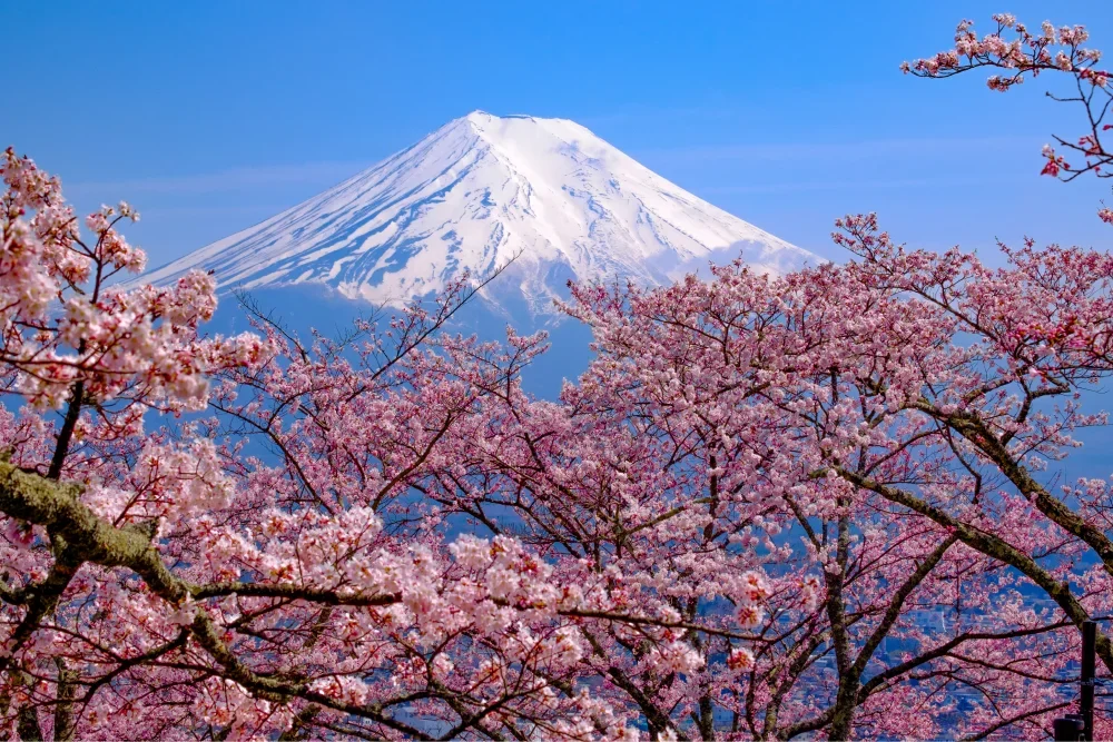 Mount Fuji during cherry blossom season, Japan